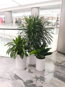 余姚花卉出租价格全解析,不容错过!